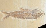 Diplomystus & Knightia Fossil Fish Plate #10895-3